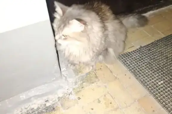 Найденные животные Стрежевой, фото: Кошка найдена у подъезда, д. 303, Стрежевой