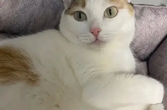 Кошки потеряшки, Ирбит, фото: Потеряшка кошка, ул. Логинова, 4, Ирбит