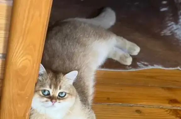 Кошки потеряшки, Кратово, фото: Потеряшка рыжая кошка, ул. Интернациональная