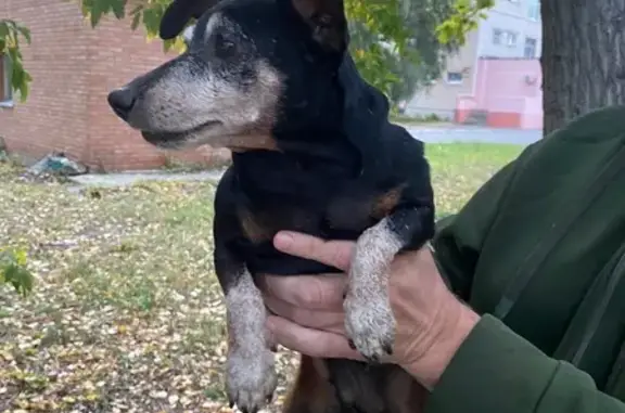 Найдена собака, , фото: Найдена собака у больницы на Баныкина