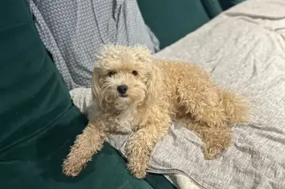 Собака найдена на ул. Пешкова, Краснодарский край