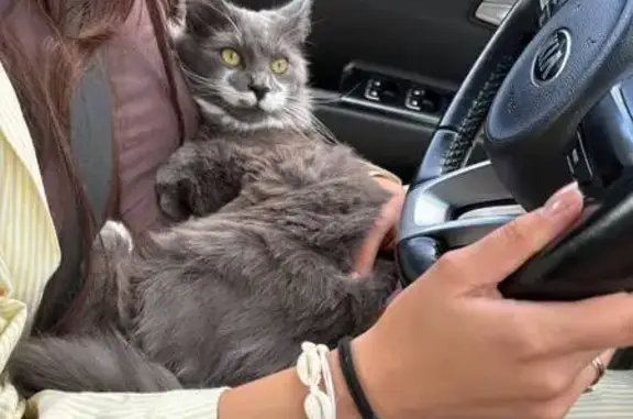 Пропала кошка, Петергофское ш., 84 к18