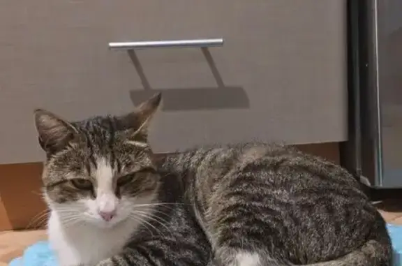 Найдена кошка, Нижний Новгород, фото: Кот найден на ул. Дружбы, 18, Н. Новгород