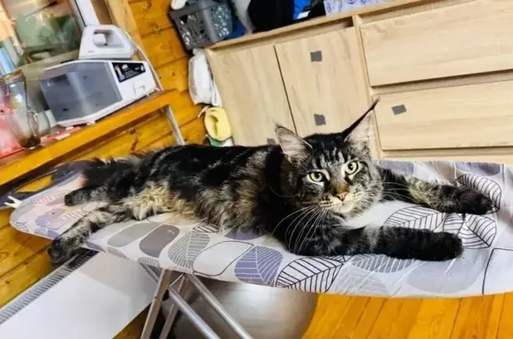 Кошки потеряшки, Филипповское, фото: Потеряшка серая кошка, 264, Филипповское