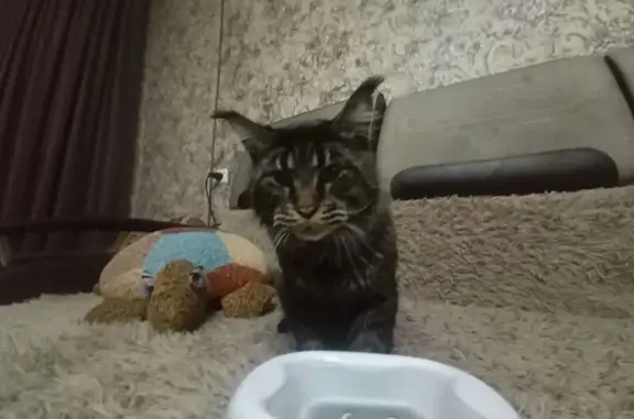 Найдена кошка, Абакан, фото: Кошка найдена: ул. Крылова, 82, Абакан