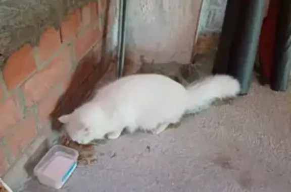 Найдена белая кошка, ул. Панина, 6