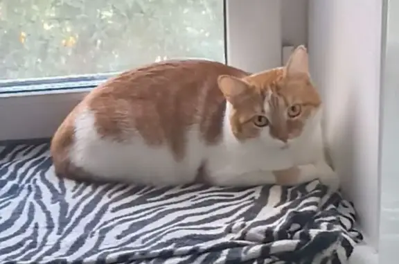 Кошки потеряшки, Челябинск, фото: Потеряшка кошка, Низинная ул., Челябинск