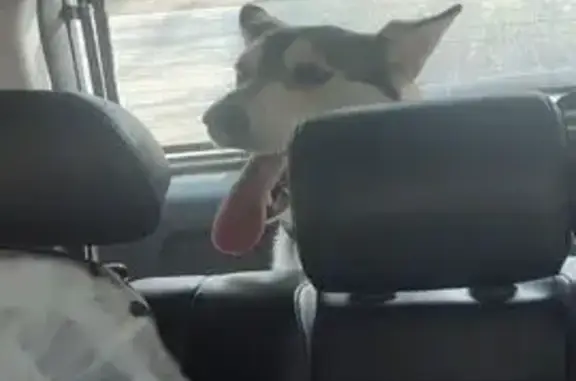 Найдена собака, Новосибирск, фото: Собака найдена у Инского кладбища, Новосибирск