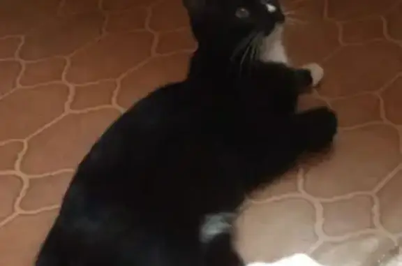 Кошка найдена на ул. Тверитина, Екатеринбург