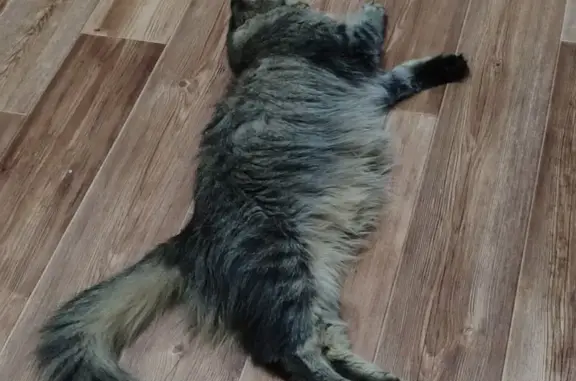 Кошки потеряшки, Томск, фото: Потеряшка кошка, ул. Сибирская 102/2