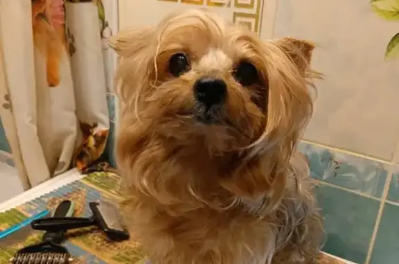 Найдена собака, Ярославль, фото: Йорк найден у школы 20, Автозаводская 