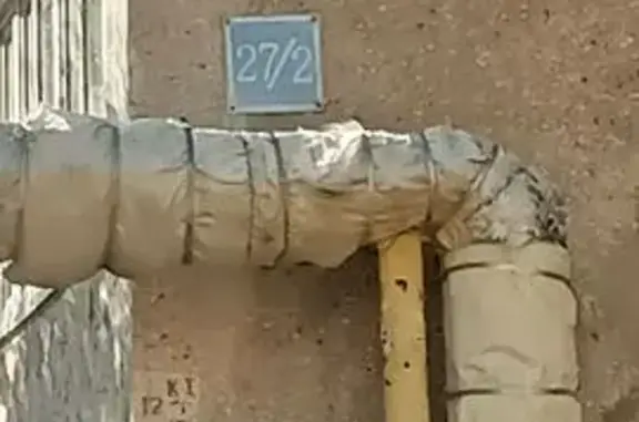 Найдена кошка, пр. Гагарина 27/2, Оренбург