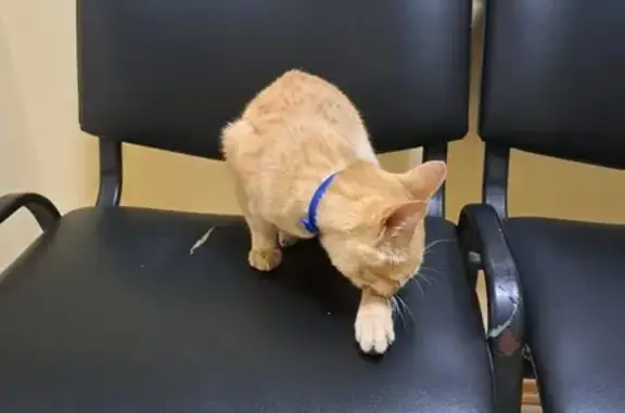 Найдена кошка, Коломна, фото: Кошка найдена: Коломна, МО