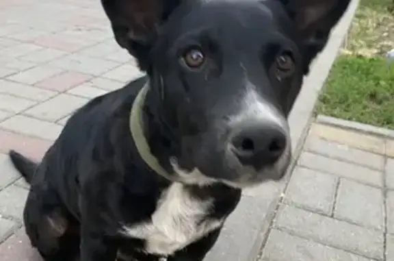 Нашелся котик, Краснодар, Невкипелого 18к1