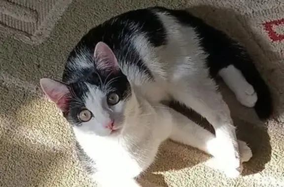 Пропала кошка, Братьев Кашириных 101