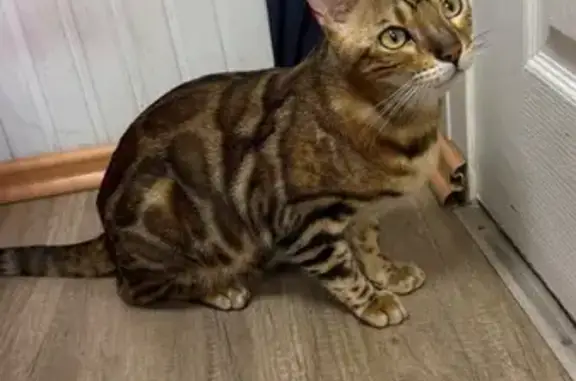 Найдена кошка, , фото: Кошка найдена: Аэродромная 168/1