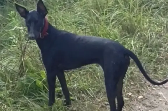 Собаки потеряшки, Москва, фото: Потеряшка собака, Сапёрный проезд, 13