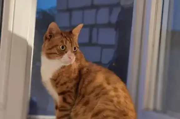 Кот найден на ул. Сибирякова, д. 38