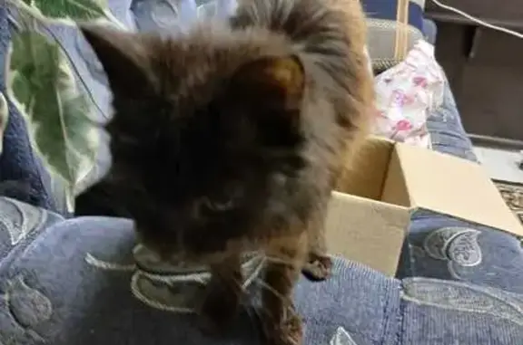 Найдена кошка, Уфа, фото: Кошка найдена, Комсомольская 142/1, Уфа