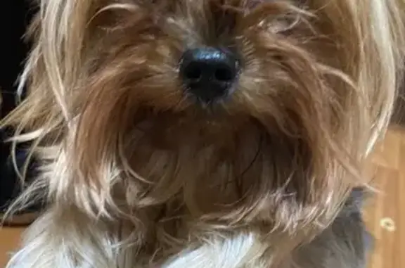 Найденные животные Самара, фото: Собака найдена на ул. Коростелёвых, 58