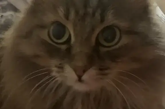 Кошки потеряшки, городской округ Сургут, фото: Потеряшка кошка, Цветочная ул. 96, Сургут