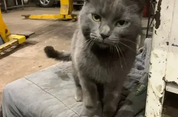 Объявления о пропавших и найденных животных, Кирово-Чепецк, фото: Кошка найдена на ул. Братьев Васнецовых