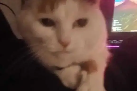 Кошки потеряшки, Екатеринбург, фото: Потеряшка кошка Маша на Чкалова, 141, Екатеринбург