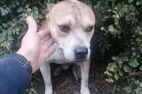 Найдена собака, Кисловодск, фото: Найдена собака на пр. Мира, 3, Кисловодск