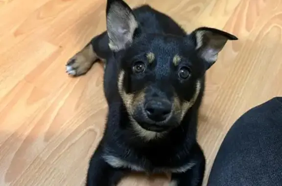 Найдена собака, Екатеринбург, фото: Найдена собака у аэропорта Уктус, Екатеринбург