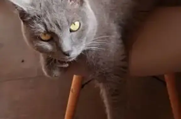 Кошки потеряшки, Тула, фото: Потеряшка кошка, Физкультурная ул., Тула