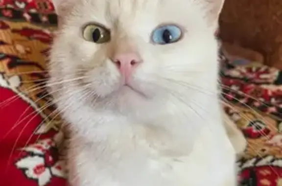 Пропала белая кошка, ул. Ванцетти, Кинешма