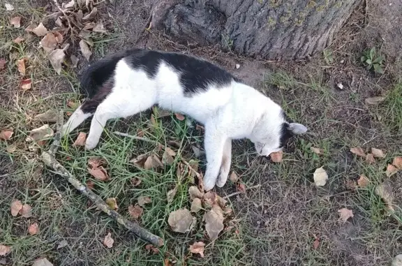 Найдена кошка, Гродно, фото: Найдена мёртвая кошка: пер. Поповича, 7, Гродно