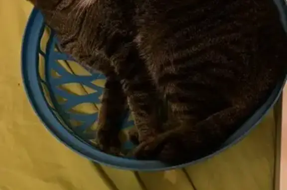 Пропала кошка, ул. А. Невского, 29, Калининград