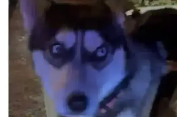 Хаски с красным ошейником, ул. 20-я, 43