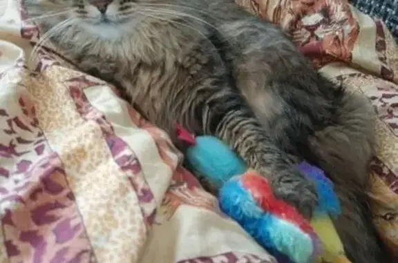 Кошки потеряшки, , фото: Потеряшка кошка, Моторный проезд, 2А