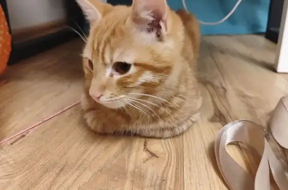 Калининград: найдена молодая кошка без хвоста