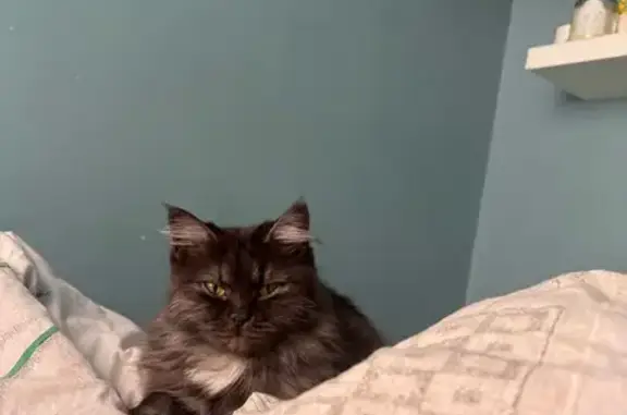 Пропала кошка, Светлая ул., 42, Белореченск