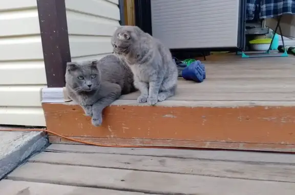 Пропала кошка, Калужская ул. 72, Н. Тагил