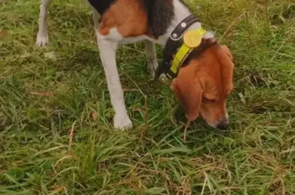 Найдена собака, , фото: Найдена собака с GPS в Чувашии