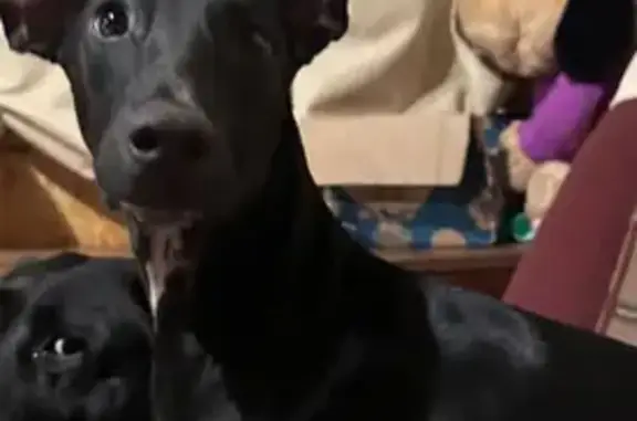 Собаки потеряшки, Москва, фото: Потеряшка собака, Зеленый пр., 105, Москва