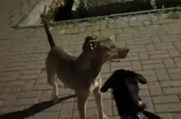 Найдена собака, Нижний Новгород