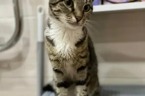 Найдена кошка, Екатеринбург, фото: Кошка найдена: Парниковая ул, 11, Екб