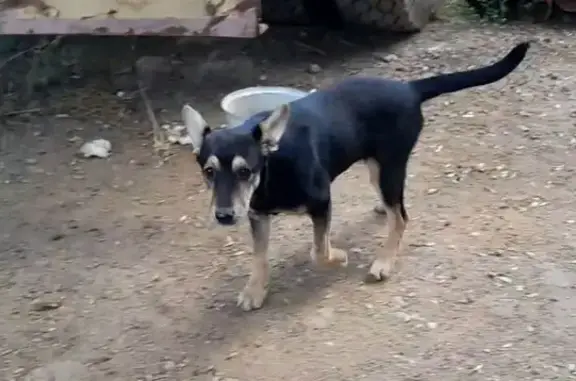 Собаки потеряшки, Темрюк, фото: Потеряшка собака, ул. Кирова, Темрюк