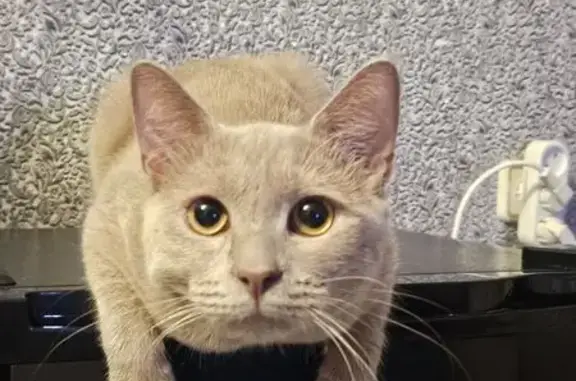 Кошки потеряшки, Валуйки, фото: Потеряшка кошка, Валуйки, Щорса 7