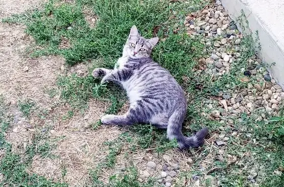 Кошки потеряшки, Кореновск, фото: Потеряшка серая кошка, ул. Толстого, Кореновск