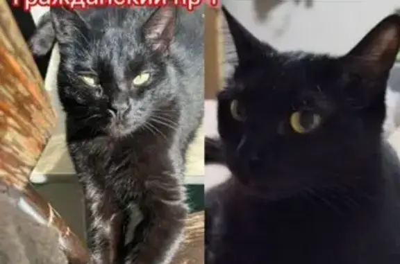 Кошки потеряшки, Санкт-Петербург, фото: Потеряшка кошка, Гражданский проспект СПб