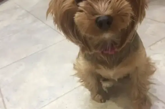 Пропала собака, Мирный, Архангельская обл.