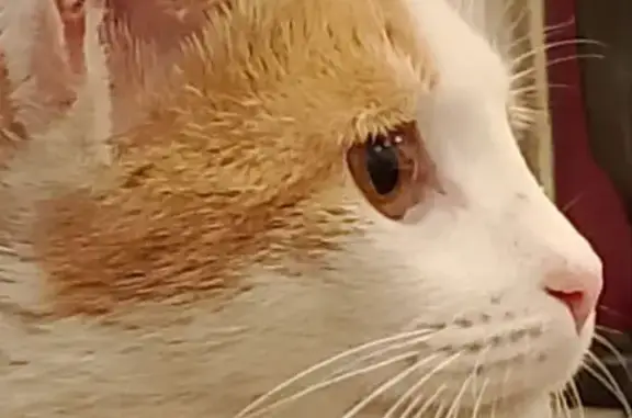 Пропала кошка: Нижний Новгород