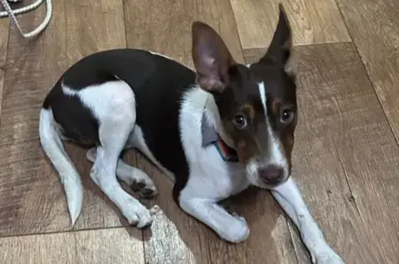 Собака найдена на Олеко Дундича, 21