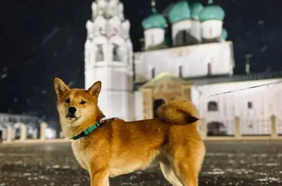 Пропала собака, Спортивная ул., 7, Дубки